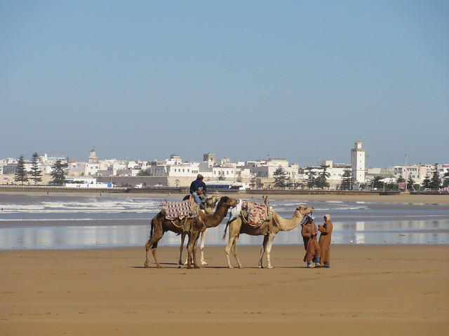 camel ride on the beach in essaouira