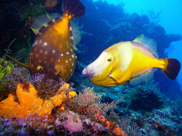 Cozumel Barrier Reef